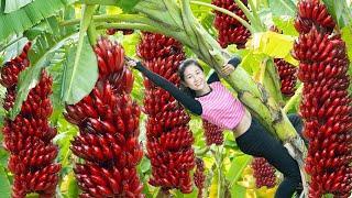 Harvesting Red Banana Go To Market Sell, Traditional Banana Snail Recipe |Harvesting Farm Produce