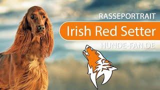 ► Irish Red Setter [2019] Rasse, Aussehen & Charakter