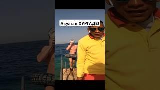 ХУРГАДА 2025 - АКУЛЫ РЯДОМ! ОТЕЛЬ Sunny Days #хургада2024#египет2025