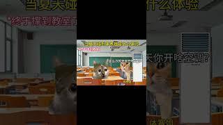 #猫meme小剧场 #猫meme #猫meme搞笑剧情 #猫meme剧场