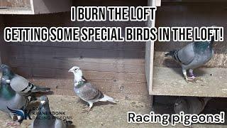 i Burn the loft | And we getting some SPECIAL birds in my loft! | Racing pigeons |