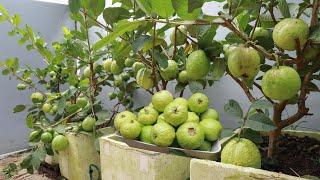 Spectacular idea - The new method of growing guava on the terrace still gives a lot of fruit