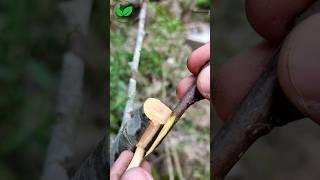 How to grafting fruit plants step by step #farming #agriculture #gardentips