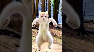 Smart  cat dance #petdance #meow #dance #moto #dieunhaylaixemoto