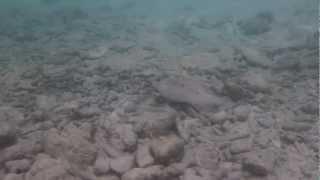 snorkeling @ cas abao, Curacao peacock flounder.MTS