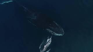 Aerial Footage Captures Pacific White Sided Dolphins Swimming With Humpback Whale