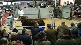 Finlarg Warrior - 18,000gns