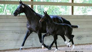 Logan ISF, KWPN-NA Keuring 2016 at Iron Spring Farm, SOLD