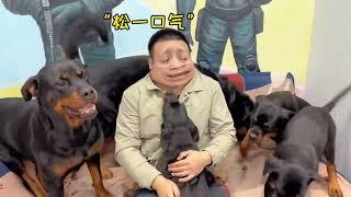 [向威和一坨往期视频回顾]你可以永远相信小狗的爱是热烈且真诚的 #罗威纳护卫犬 #罗威纳 #一坨 #rottweiler #rottweilerpuppy #向威和一坨 #老友狗狗 #pets #萌宠
