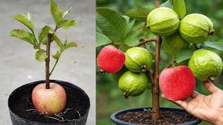 Amazing! how to grafting guava tree in apple fruit is to get the fruit quickly in a short time