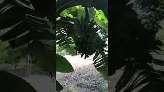 First tour of our farm / finca in Nicaragua. Part 1 of 3