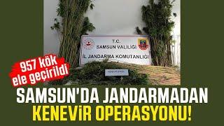 Samsun'da jandarmadan kenevir operasyonu! 957 kök ele geçirildi