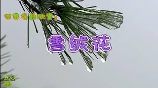 雪绒花 - 萨克斯，世界名曲欣赏，盘迪