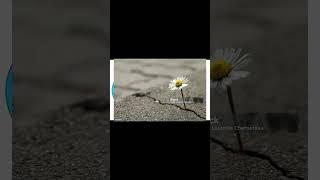 Embracing Resilience: Find Your Strength Within #empowerment #motivation #empowerment #resilience