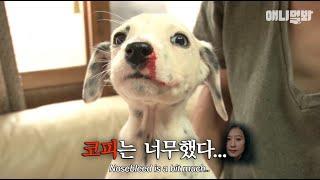 "사고는 내가 칠게 사과는 누가 할래?" 아기 달마시안이 코피 흘린 이유ㅋㅋㅣDalmatian Dog Siblings Are Angelic, Only When They're..