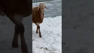 ДИЗЕЛЬМолодой,но уже знаменитый кочкарик #shorts #sheep #гиссар #арашан #овцы #бараны #ингушетия