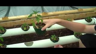 How To Hydroponics - S01E08 Preparing Plants For Hydroponics