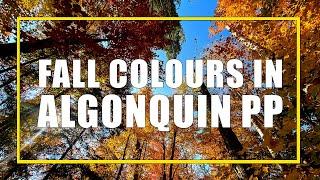 How To See The Best Fall Colours In Algonquin Park