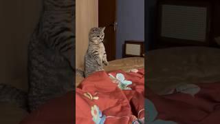 Cute cat compilation  funny animal shorts #cats #shorts #lucu #ngakak #memes