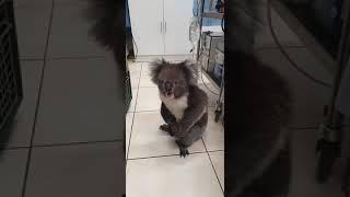 Protective mumma koala