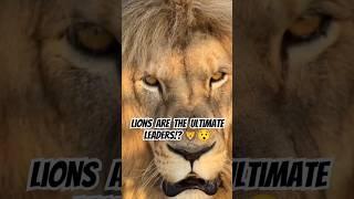 LIONS: UNVEILING THE SECRETS OF THE KING OF THE JUNGLE!  #viralvideo #shorts