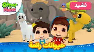 Omar & Hana Arabic | أناشيد و رسوم إسلامية | حيوانات رائعة