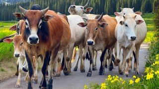 Kerumunan Sapi lembu jinak Di padang rumput, Suara Sapi Moo, Sapi lucu sedang makan rumput hijau