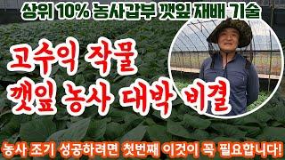 농사갑부 상위10% 깻잎재배 조기 성공하는 방법?