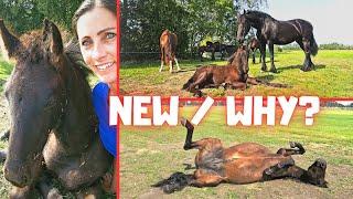 A new pasture a new route | I explain why... Hopefully you understand, let me know | Friesian Horses