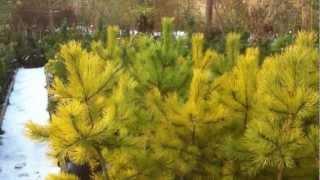 Golden winter conifers Part 2