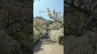 뭘 좋아힐지 몰라 배꽃 조팝 둘다 준비했어 #보령가볼만한곳 #보령무궁회수목원 #보령여행 #국내여행 #대힌민국구석구석