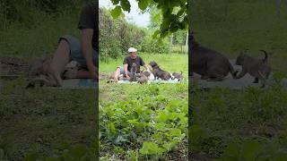 Где там лето задержалось?) #питомниксобак #americanbully