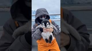 I am taking a cute Penguin with me #penguin #cuteanimal #antarctica