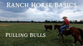 Ranch Horse Basics  Pulling Bulls