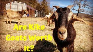 Why Do We Raise KIKO Goats?! | What's All The Hype?