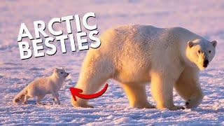 Arctic Foxes And Polar Bears Are Partners In Crime