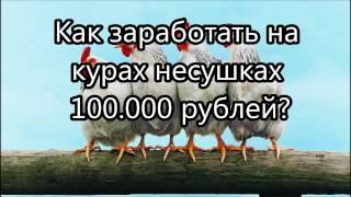 Как заработать на курах несушках 100 000 рублей?  Бизнес план