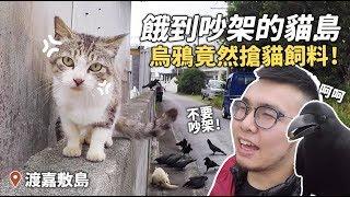 餓到吵架的貓島！烏鴉竟然搶貓飼料！渡嘉敷島【狸貓】