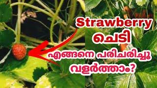 STRAWBERRY  ചെടി എങ്ങനെ പരിചരിച്ചു വളർത്താം..How to grow Strawberries