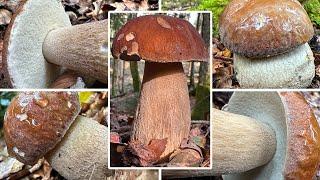 Steinpilz-Rekorde | Sommersteinpilze sammeln | Frühester & zweitspätester Sommersteinpilz | Boletus