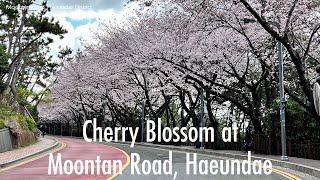 [5K Seoul] Cherry Blossom at Moontan Road, Haeundae (해운대 달맞이길의 벚꽃)