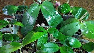 Phalaenopsis orchids in my collection