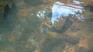 Peces en el Salto Capioví