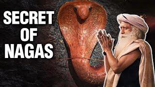 Secret Of Nagas | Sadhguru On 12 Mystical Serpents | Naag Panchami 2023