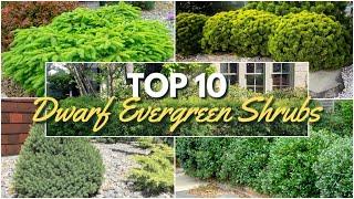 10 Must Have Dwarf Evergreen Shrubs for Easy Foundation Planting