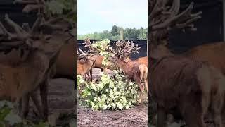 Red stags rubbing their velvet on antlers!￼