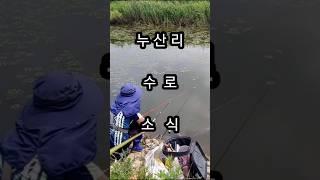 김포 누산리수로 소식!! 붕어낚시