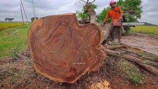 The dead Rain Tree is dry but its pattern is very beautiful