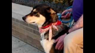 Ramsey-Available at the Humane Society of Missouri