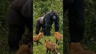 아기고릴라를 노린 여우들의 최후 #gorilla #fox #animals #wildlife